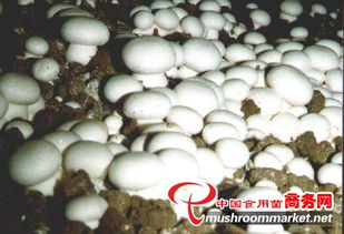 山東食用菌菌種進(jìn)出口 產(chǎn)業(yè)優(yōu)勢、政策機遇與市場前景